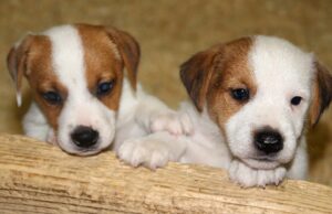 Vorlesen und basteln in der Stadtbücherei
