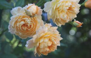 Flörsheimer Rosengarten ehrt Jubelpaare