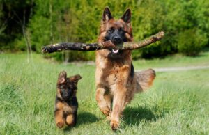 Frühjahrsfest im Schäferhundeverein