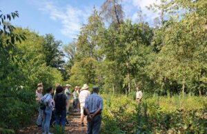 Stadtführung zu den drei Aufgaben des Waldes Waldspaziergang am 24. Juni und 8. Juli 2023