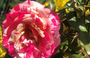 Blumen-Foto-Wettbewerb: Lassen Sie die Bücherei erblühen!