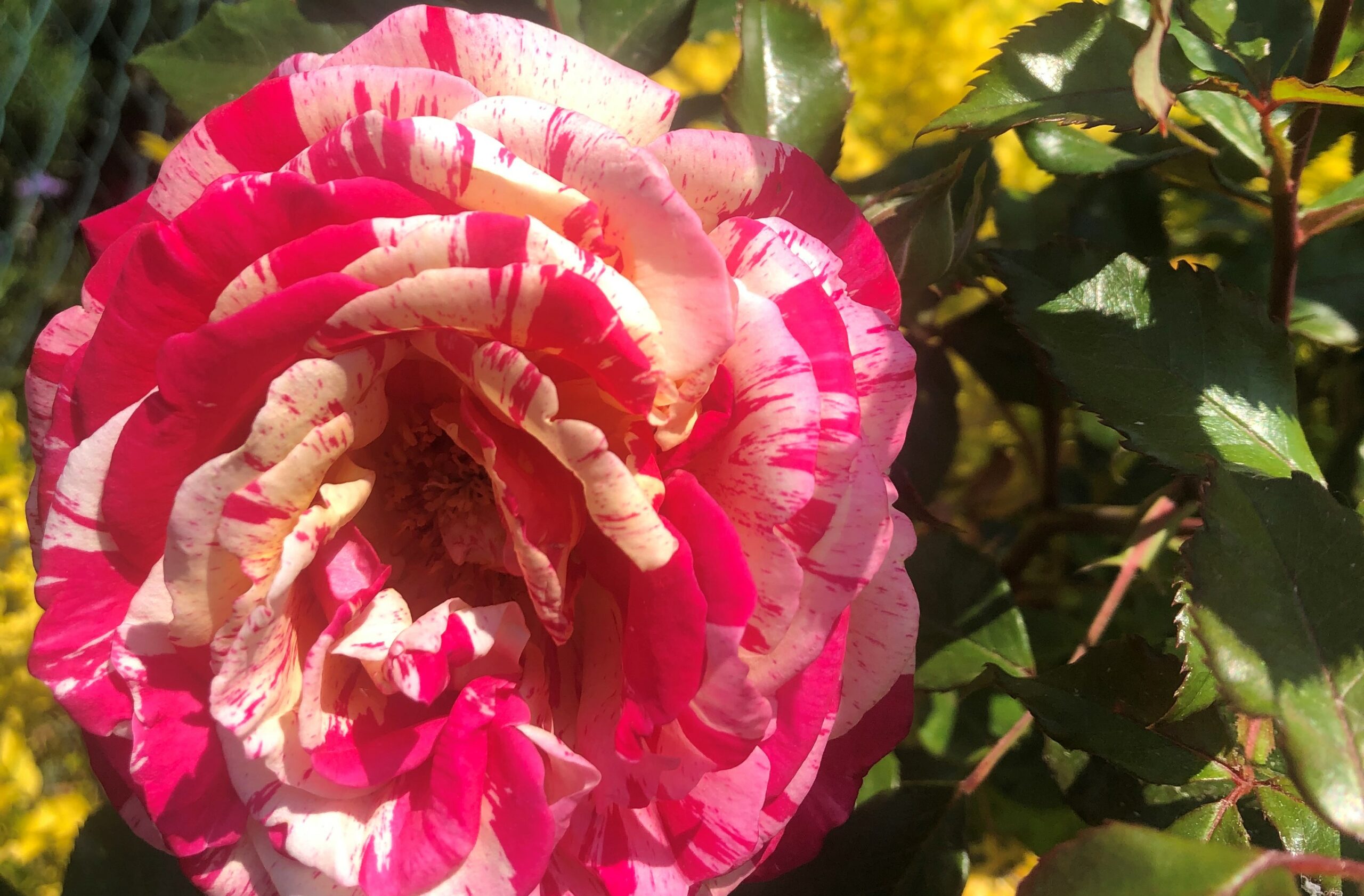 Blumen-Foto-Wettbewerb: Lassen Sie die Bücherei erblühen!  Journal Lokal