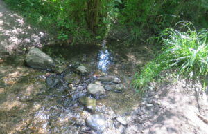 Römer – Rosen – Rosmarin