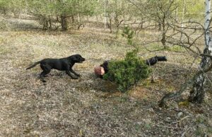 Tierisch gute Helfer HILFSORGANISATION Neue Rettungshundestaffel in der Region am Start