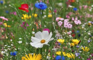 Sommerfest im Blütenmeer