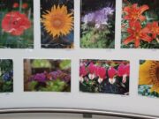 Blumen-Foto-Wettbewerb