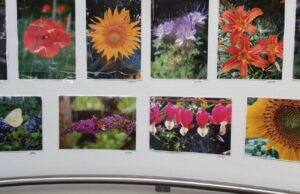 Blumen-Foto-Wettbewerb
