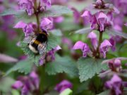 Bienenfreundlich gärtnern und bis zu 400 € gewinnen