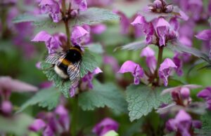 Bienenfreundlich gärtnern und bis zu 400 € gewinnen