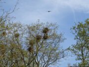 Lerchenberg will Ansiedlung weiterer Krähenpopulationen verhindern