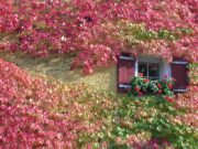 Das Angebot: kostenlose Rank- und Kletterpflanzen sowie die Förderung von Baumpflanzungen