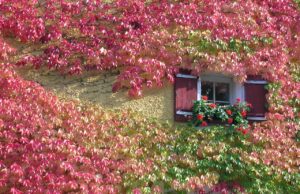 Das Angebot: kostenlose Rank- und Kletterpflanzen sowie die Förderung von Baumpflanzungen