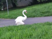 Flörsheim: Armer einsamer Schwan Viele besorgte Anfragen