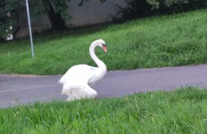 Flörsheim: Armer einsamer Schwan Viele besorgte Anfragen