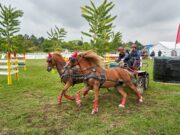 Auf die Kutschen, fertig, los! Reitsport >>> Großes Fahrturnier am 23, 24. und 30. September in Gonsenheim