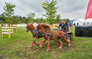 Auf die Kutschen, fertig, los! Reitsport >>> Großes Fahrturnier am 23, 24. und 30. September in Gonsenheim