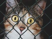 Dringendes Hilfegesuch des Veterinäramts wirkt: Platz für 40 Katzen gefunden