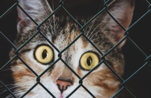 Dringendes Hilfegesuch des Veterinäramts wirkt: Platz für 40 Katzen gefunden