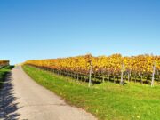 Eröffnung der Riesling Schleife Flörsheim