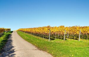 Eröffnung der Riesling Schleife Flörsheim