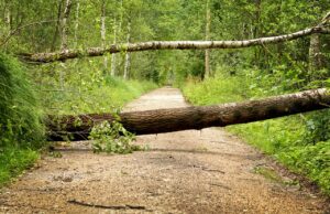 Aufräumarbeiten von Sturmschäden zwischen Rüsselsheim und Raunheim