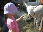 SKG Lama-Wanderung für Kinder am Sa. 21. Oktober 2023