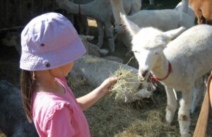 SKG Lama-Wanderung für Kinder am Sa. 21. Oktober 2023