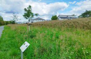 Von Grasflächen zu artenreichen Blühwiesen