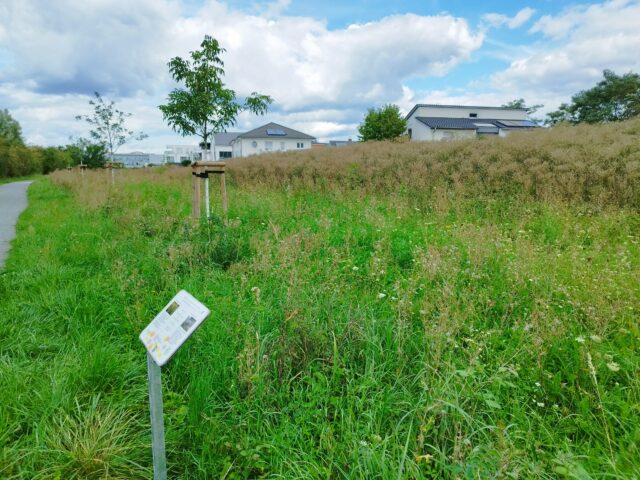 Blauer_See_Messrutengraben