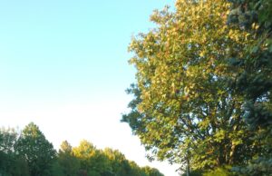 Gewünschter Radweg nach Gonsenheim lässt weiter auf sich warten Ortsvorsteher Solbach ärgert sich über ausbleibende Antwort der Verwaltung