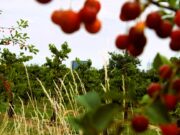 Draiser Bauern fühlen sich beim Thema Krähen weiterhin allein gelassen Vier Seiten lange Antwort der Verwaltung sorgt für Kopfschütteln