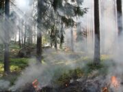 Weiterhin Waldbrand-Warnstufe 1