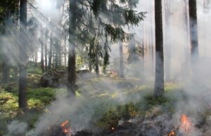 Weiterhin Waldbrand-Warnstufe 1