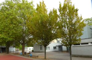 Müssen 32 stattliche Bäume gefällt werden? Neubau der Peter-Härtling-Schule war Thema im Ortsbeirat