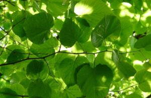 Vorbereitungen für neue Linde im Eingangsbereich zum Verna-Park