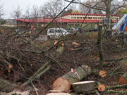 Parkraumumgestaltung an Georg-Mangold-Schule in Bischofsheim Baumfällarbeiten zu Beginn