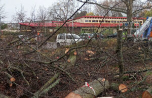 Parkraumumgestaltung an Georg-Mangold-Schule in Bischofsheim Baumfällarbeiten zu Beginn
