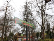 Großer Weihnachtsbaum muss diesmal ersetzt werden Traurige Nachricht für Gonsenheim