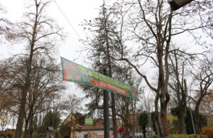 Großer Weihnachtsbaum muss diesmal ersetzt werden Traurige Nachricht für Gonsenheim