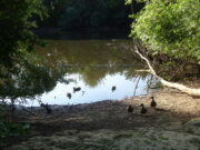 Ölverschmutzung ist beseitigt Regenrückhaltebecken ist wieder sauber