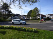 Eine Baumallee nach Bodenheim Gemeinsamer Antrag der Fraktionen verabschiedet