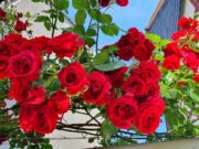 Offene Höfe zur Zeit der Rosenblüte