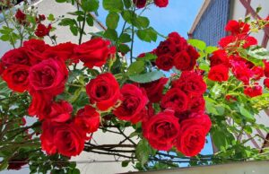 Offene Höfe zur Zeit der Rosenblüte