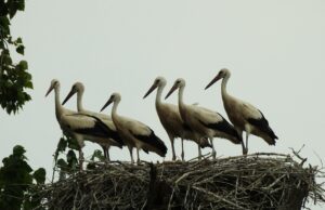 BUND Flörsheim: Wiederansiedlung von Störchen – eine Erfolgsgeschichte