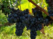 Weinprobe im Hochheimer Weinbaumuseum – Rotweine aus aller Welt