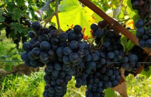 Weinprobe im Hochheimer Weinbaumuseum – Rotweine aus aller Welt