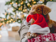 Weihnachten mit Haustieren Auf die Tiergesundheit achten
