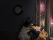 Tierisch gut ins neue Jahr starten Silvester