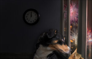 Tierisch gut ins neue Jahr starten Silvester