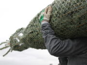 Sicher vom Baumstand zum Baumständer Tipps für den Weihnachtsbaum-Transport